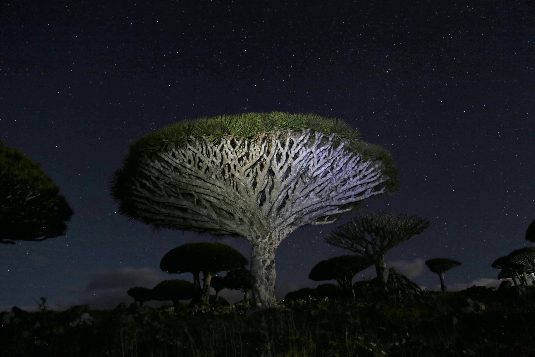 Таинственный эндемик острова Сокотра при свете звезд — Драконово дерево