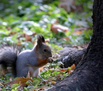 белочка пришла