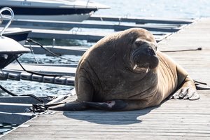 В Норвегии усыпили моржиху Фрейю – любимицу жителей Осло