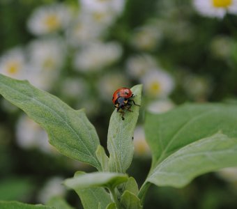Краснокрылая хищница
