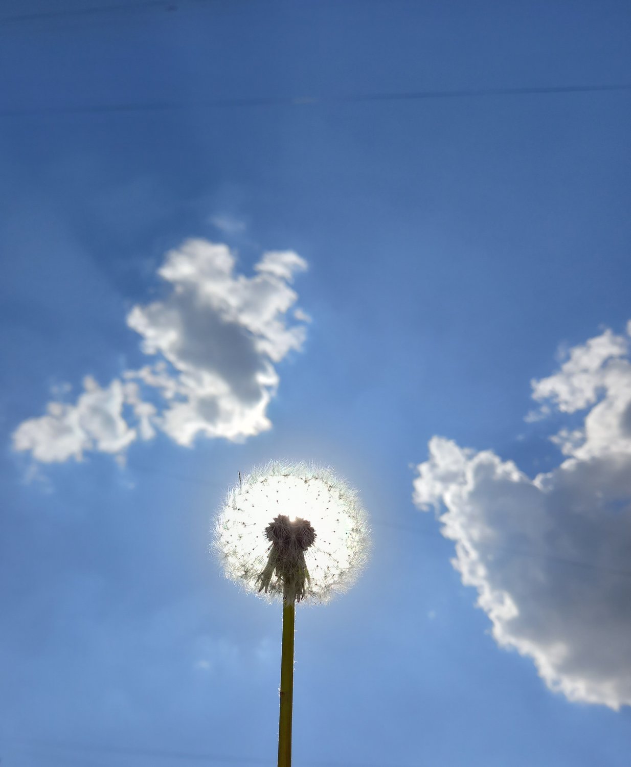 Солнечный одуванчик