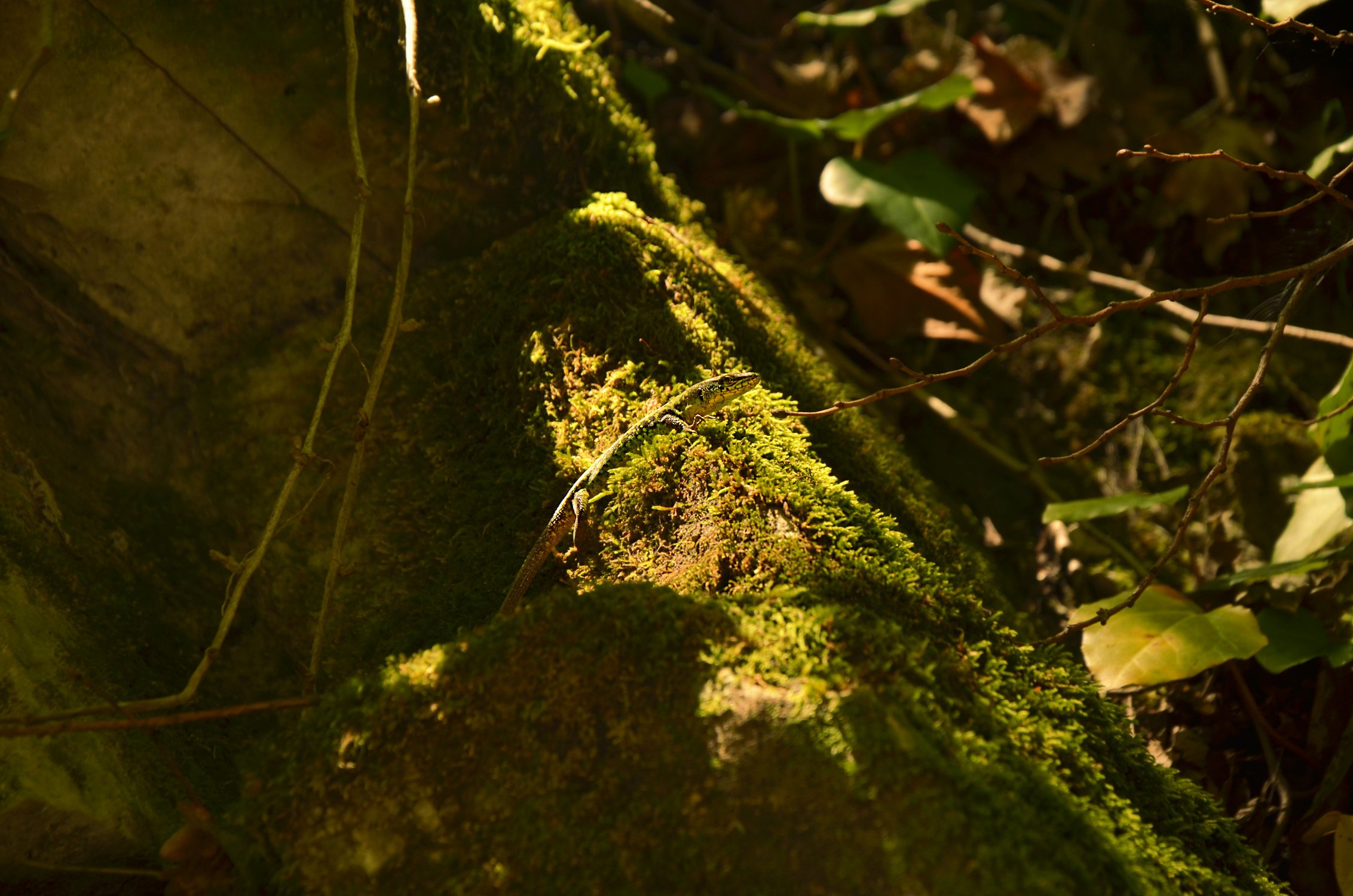 Хозяйка медной горы