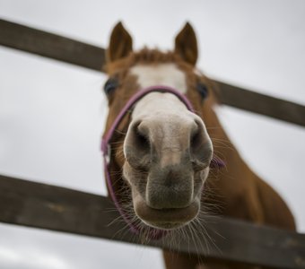 Портрет молодой лошади