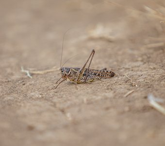 Кузнечик крымский