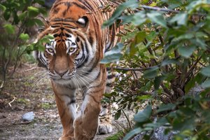 Согласован главный документ II Международного форума по сохранению тигра