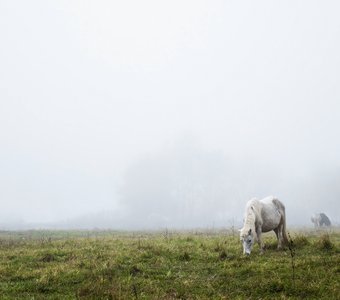 В тумане