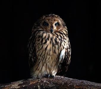 Болотная сова ночью