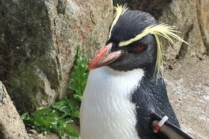 Лиса убила старейшего пингвина в Эдинбургском зоопарке