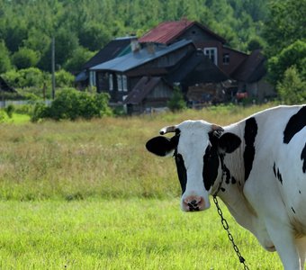 Лето в деревне