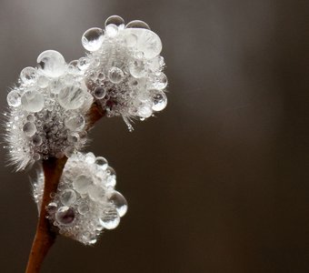 Верба в каплях дождя