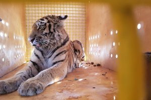 Спасённая амурская тигрица переехала из Приморья в Москву