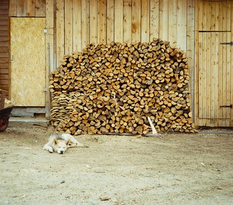 Осторожно! Злая собака! Спит