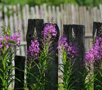 Простая красота