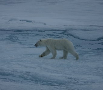 Полярный медведь вблизи Северного полюса