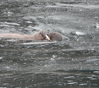 Самка моржа с детёнышем