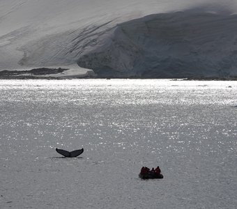 Уходящий под воду кит в Антарктике