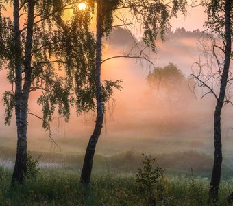 "Березовые сны"