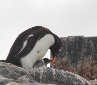 Птенец папуанского пингвина