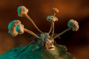 Жуткое фото: зомбирующий мух грибок пророс сквозь тело жертвы
