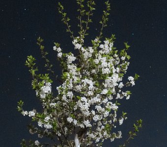 Дерево под ночным небом