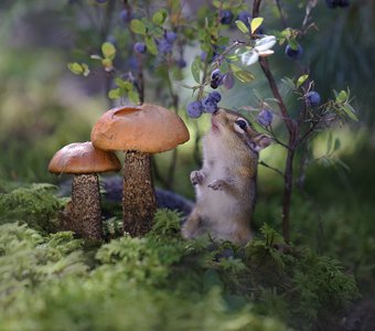 Не грибами едиными жив бурундук!