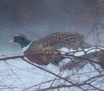 В метель.