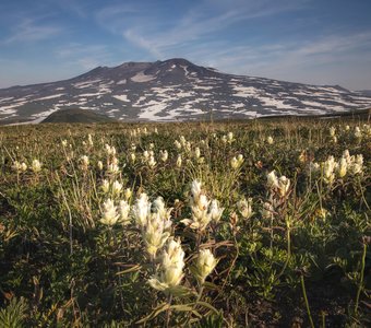 Камчатские цветы
