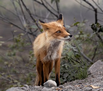 Камчатские лисы