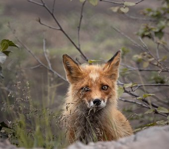 Камчатские лисы