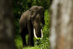 В Таиланде слон, которого заставляли работать в жару, пронзил хозяина бивнями