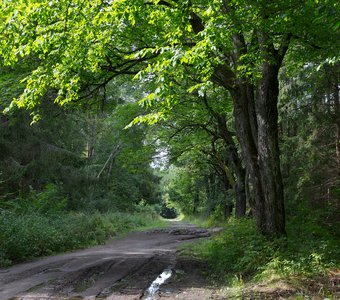 Дороги лесничества