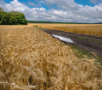 В поле спелой пшеницы