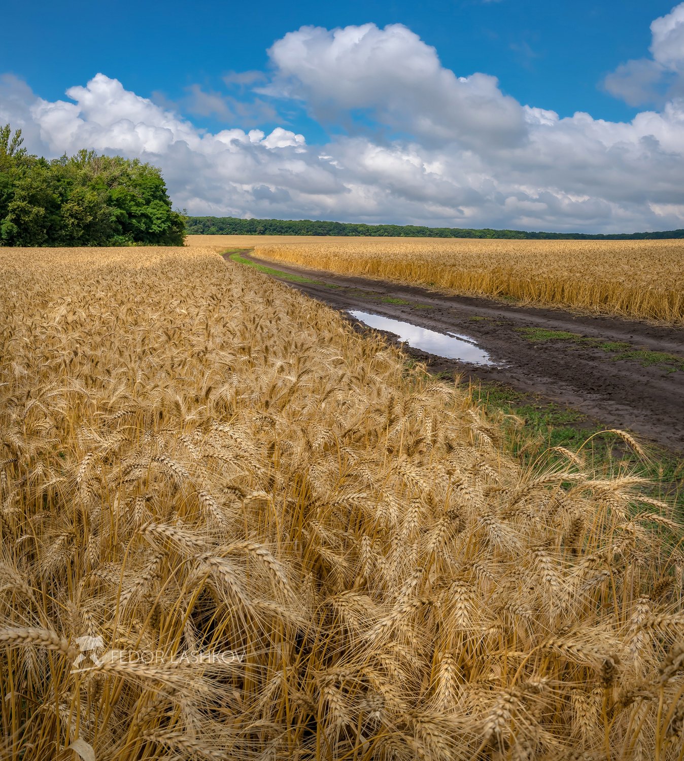 В поле спелой пшеницы — Фото №1415259