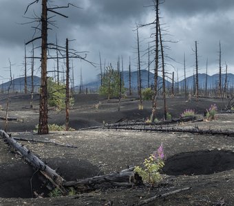 Мертвый лес. Камчатка