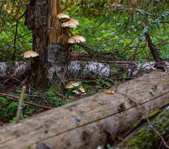 Просто пень и просто грибы