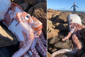 На берегу Кейптауна обнаружили гигантского кальмара