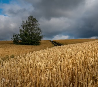 В поле каждый колосок