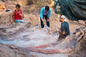 В Португалии расчистили скелет самого большого динозавра Европы. Его нашли во дворе жилого дома!