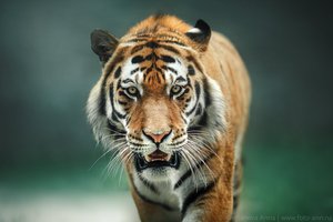 В дикую природу Казахстана вернутся тигры