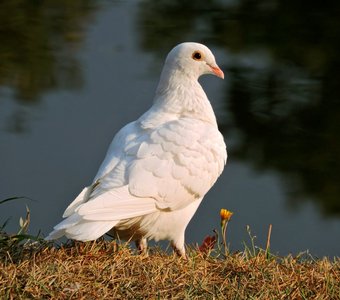 Свадебный голубь