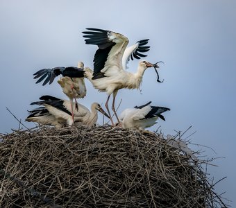 Птенцы аиста