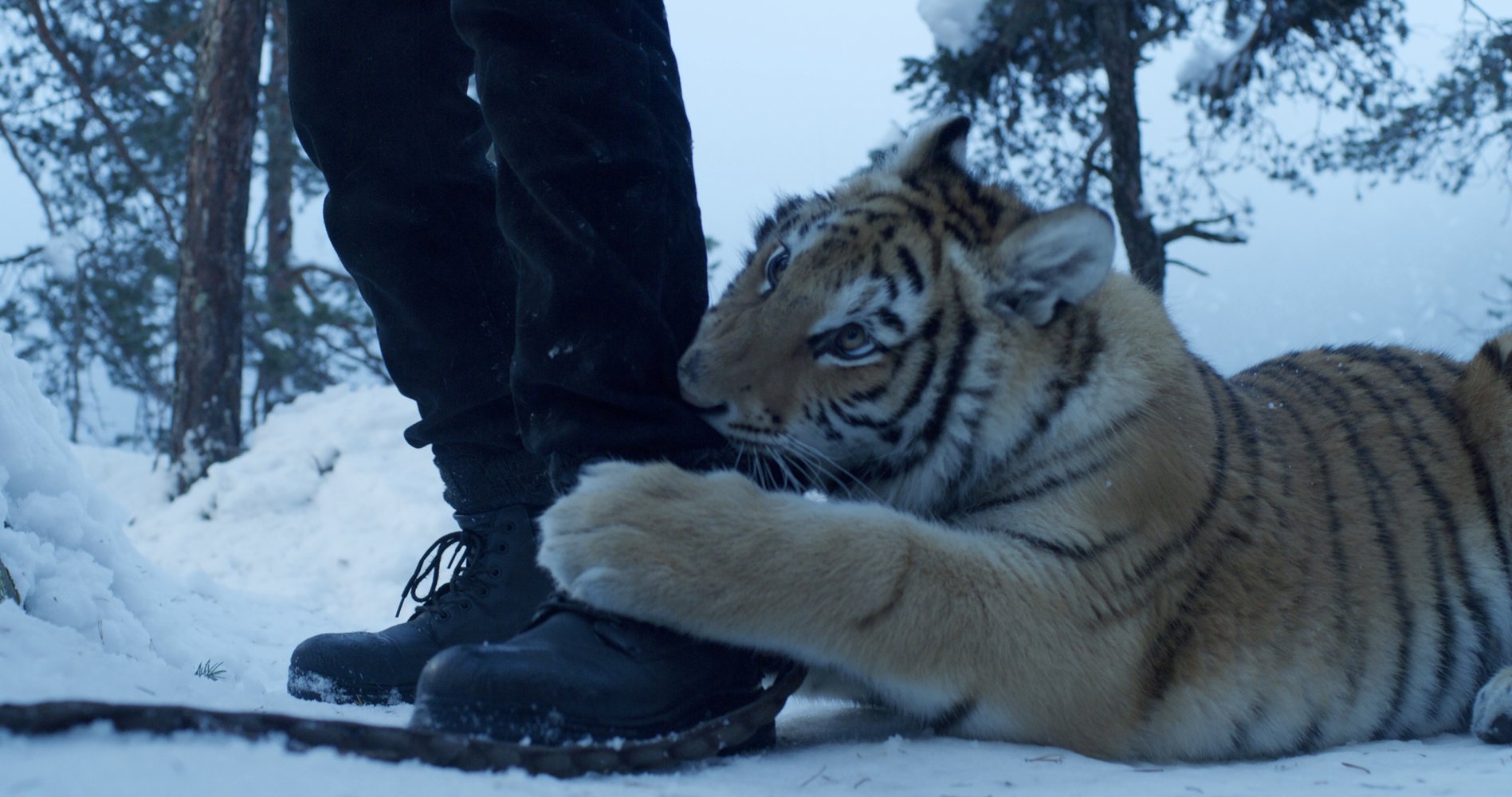 Фото: Кадр из фильма «Мой тигр»