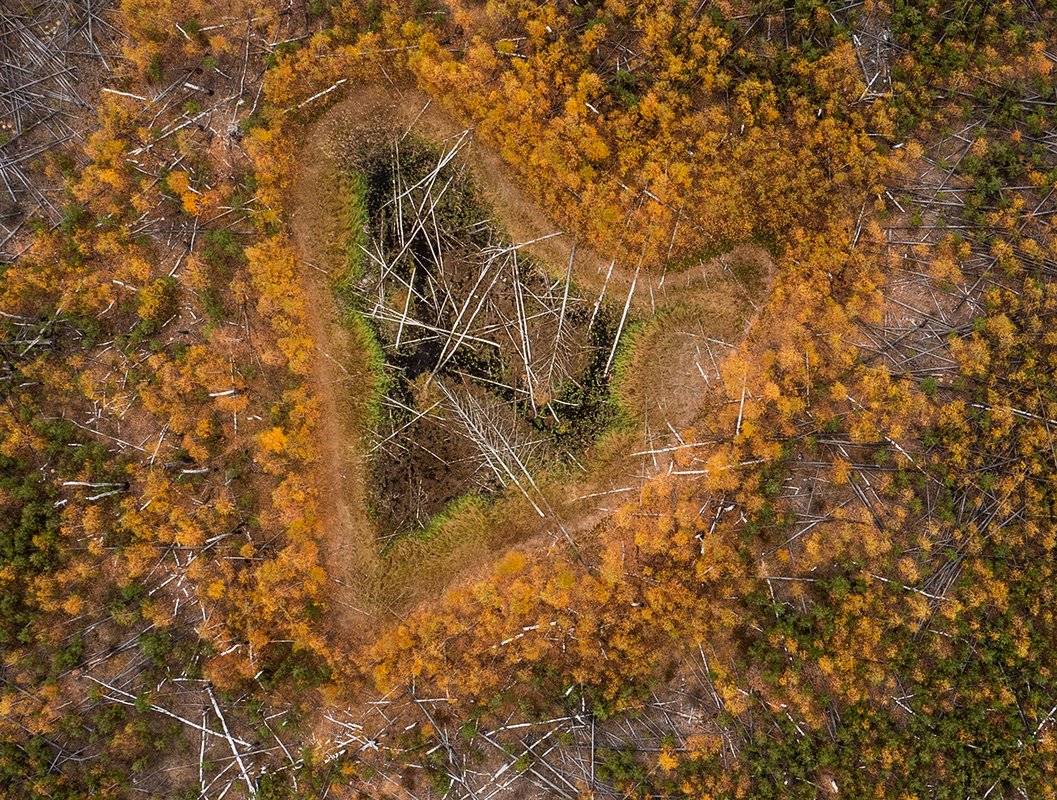 Сердце тайги