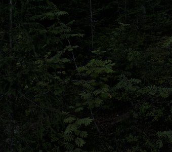 Папоротники (Polypodiophyta)