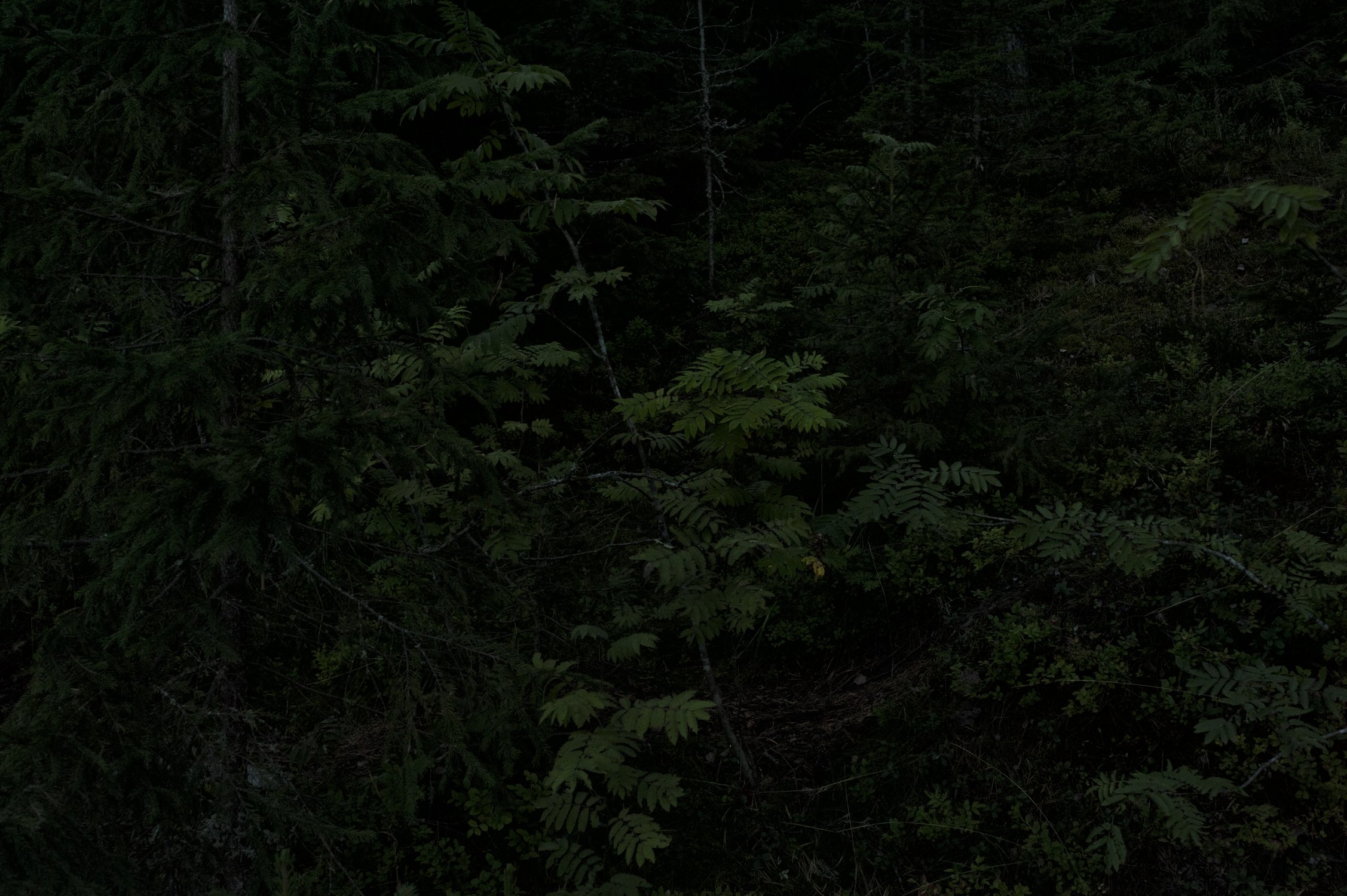 Папоротники (Polypodiophyta)