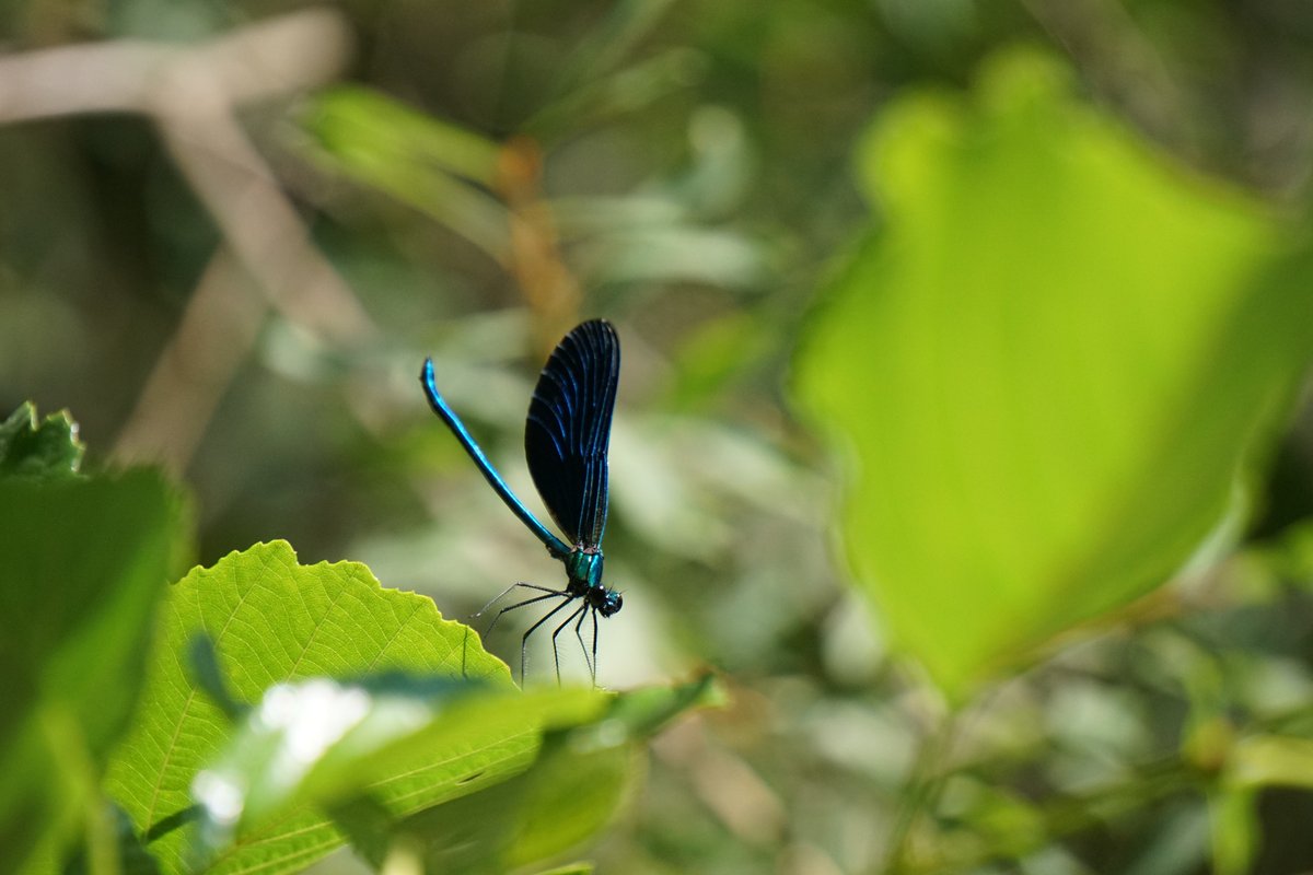 Голубая стрекоза — Фото №1412155