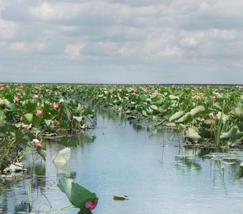 Дорога в лотосовое поле