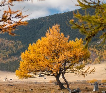 Байкальская лиственница