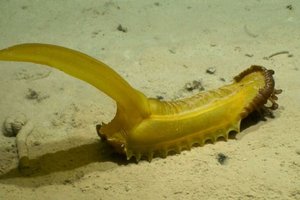 На дне Тихого океана нашли «мармеладную белку» в форме банана: это кто?