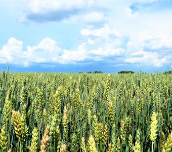 Пшеничное поле